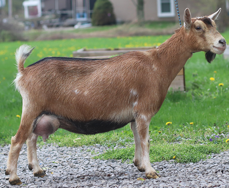 Lesperance Walk the Plank